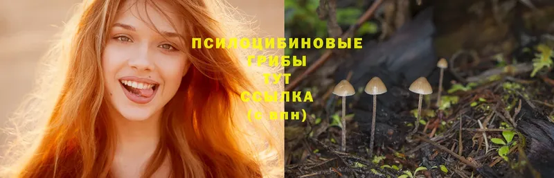 Псилоцибиновые грибы Psilocybine cubensis  blacksprut онион  Агрыз 